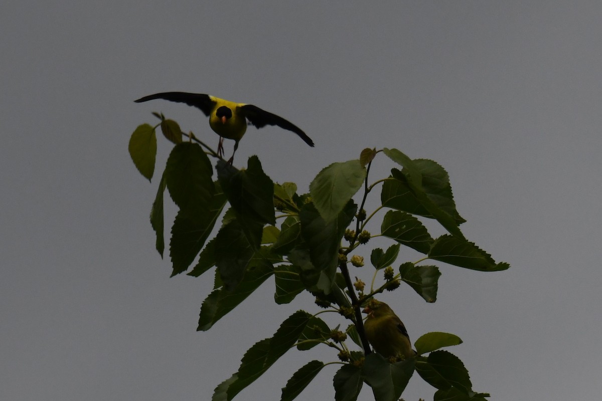 Chardonneret jaune - ML620359830