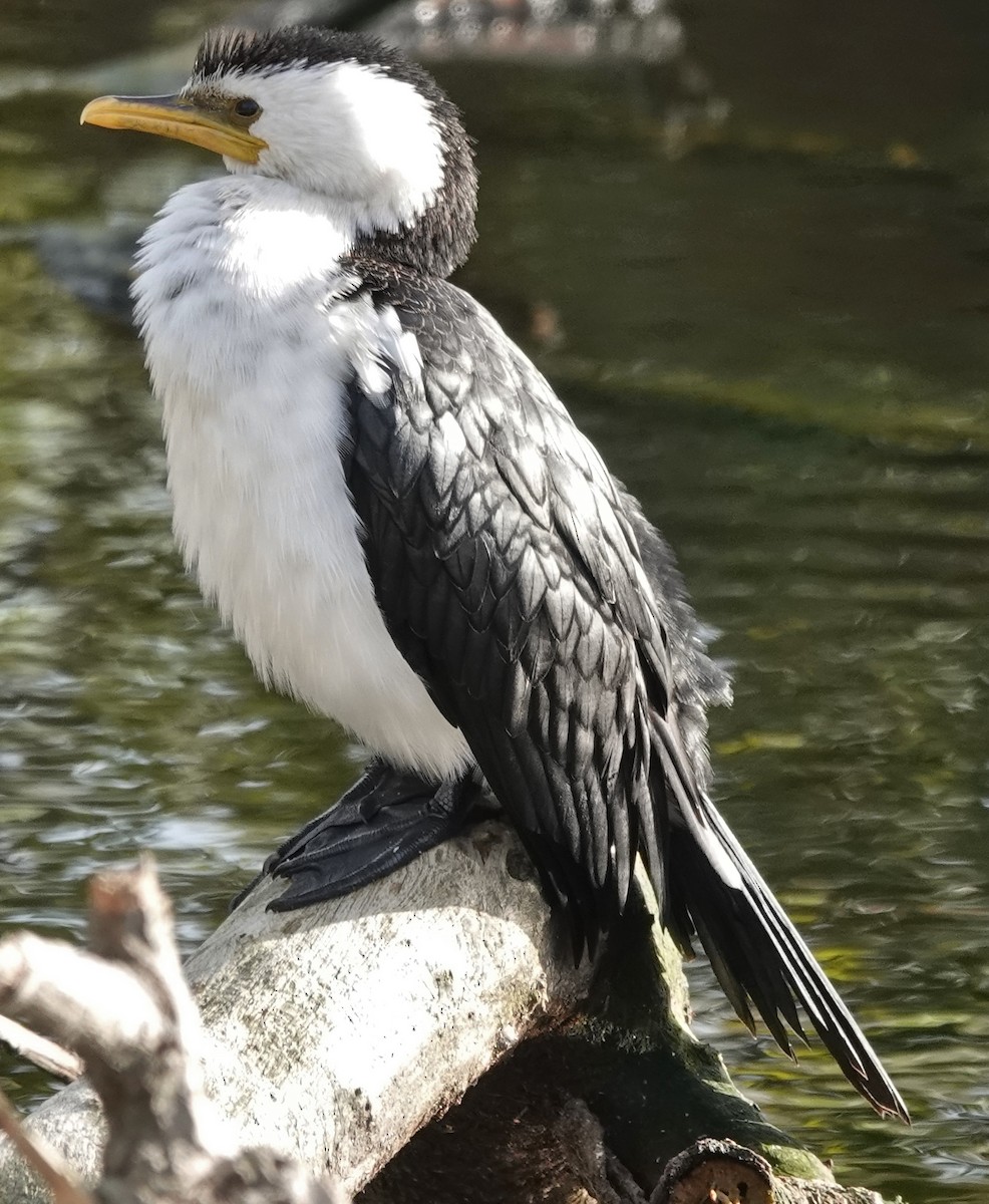 Little Pied Cormorant - ML620359843