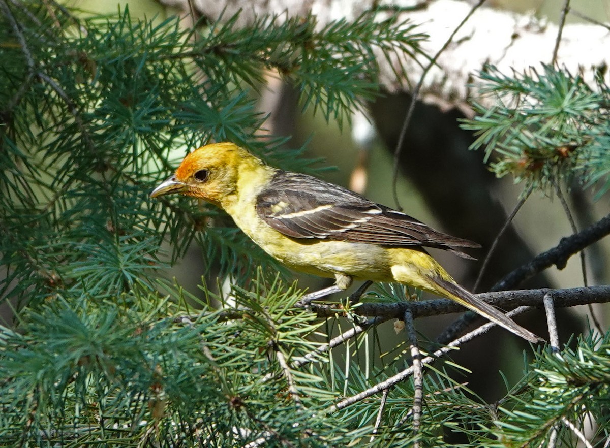Western Tanager - ML620359847