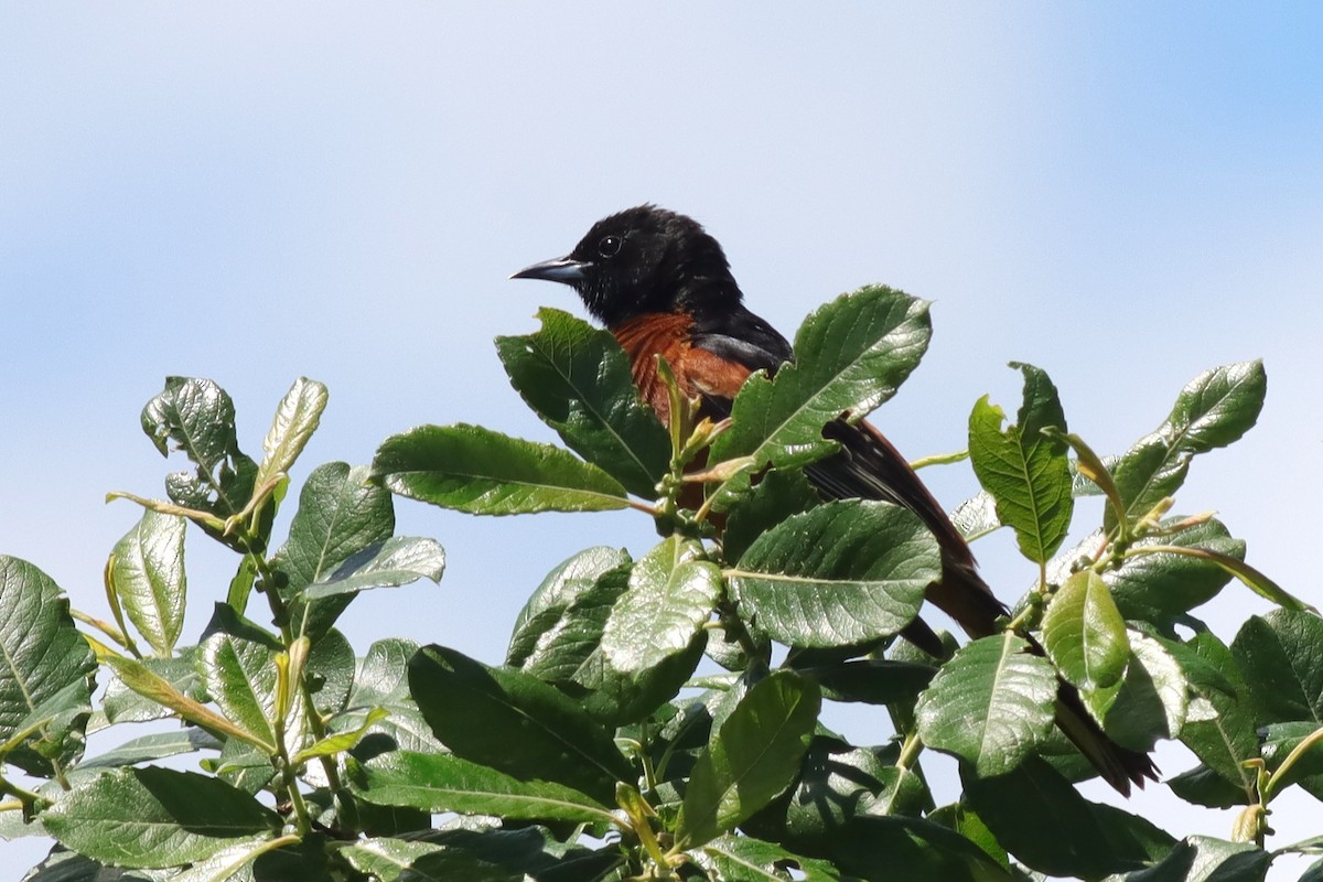 Orchard Oriole - ML620359849