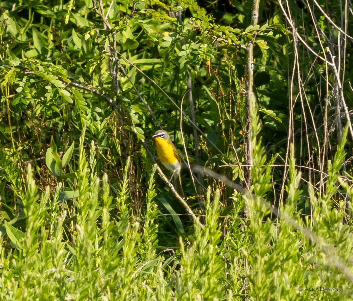 Yellow-breasted Chat - ML620359860