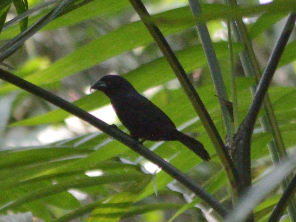 Blue-black Grassquit - José Rodriguez Flores