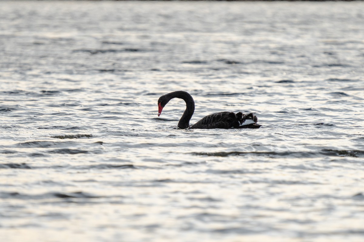 Cisne Negro - ML620359862