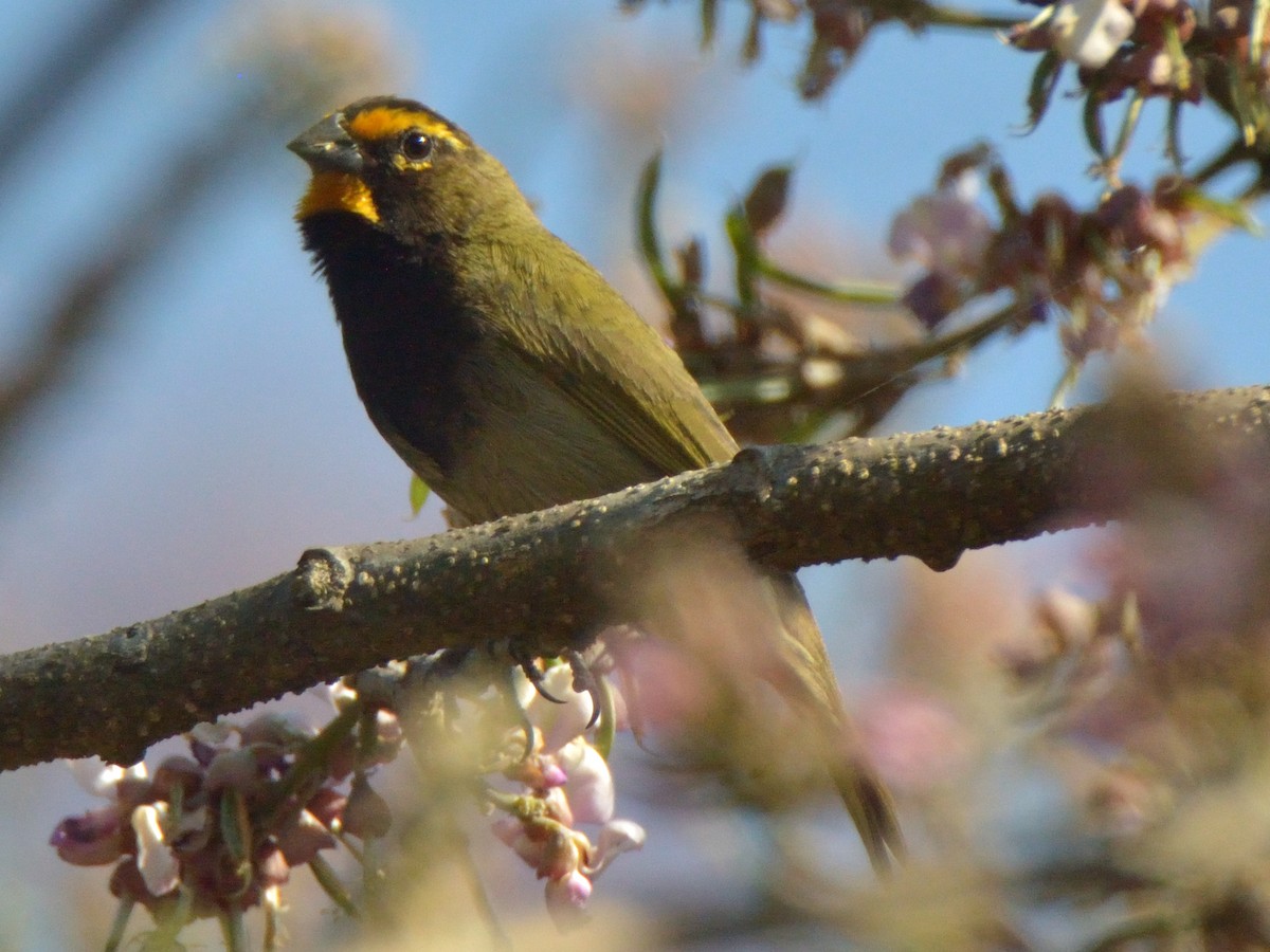 Yellow-faced Grassquit - ML620359870