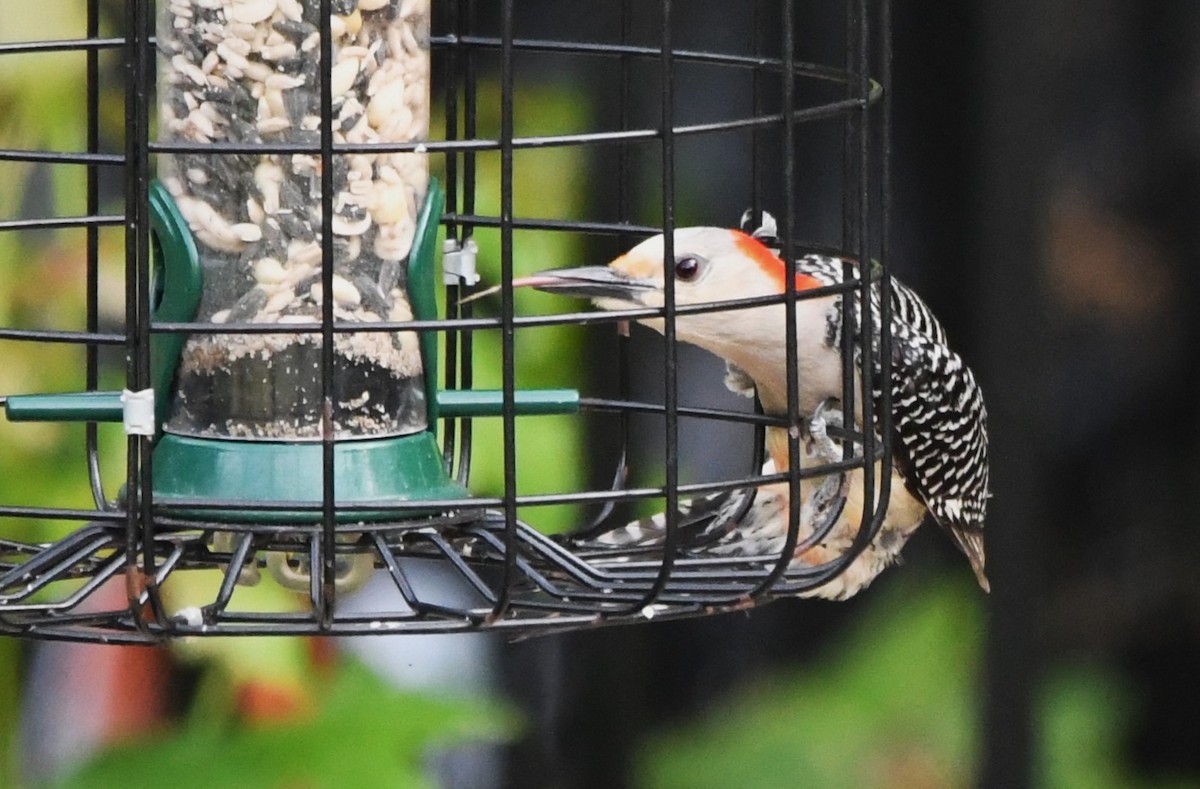 Red-bellied Woodpecker - ML620359875