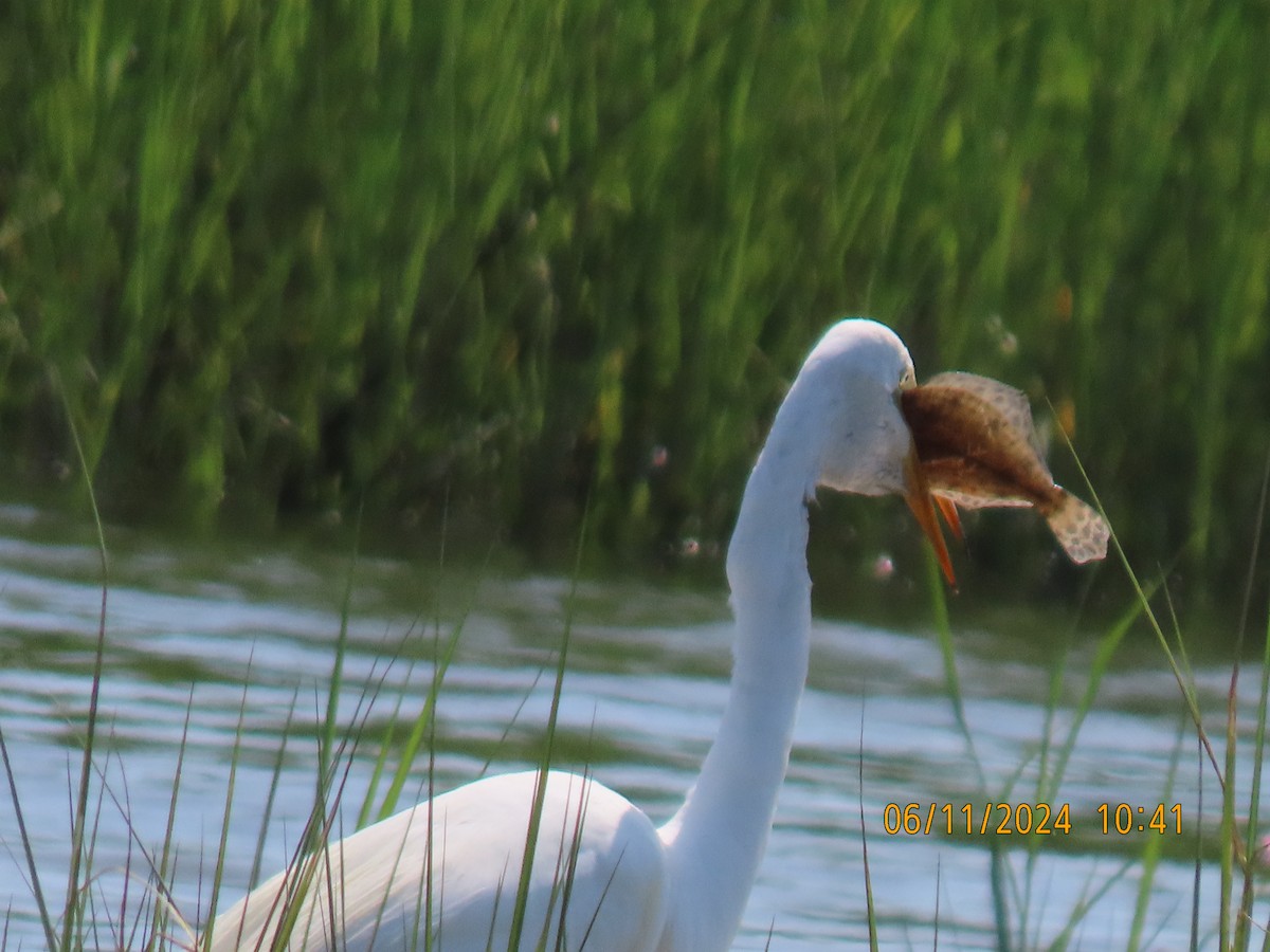 Great Egret - ML620359877