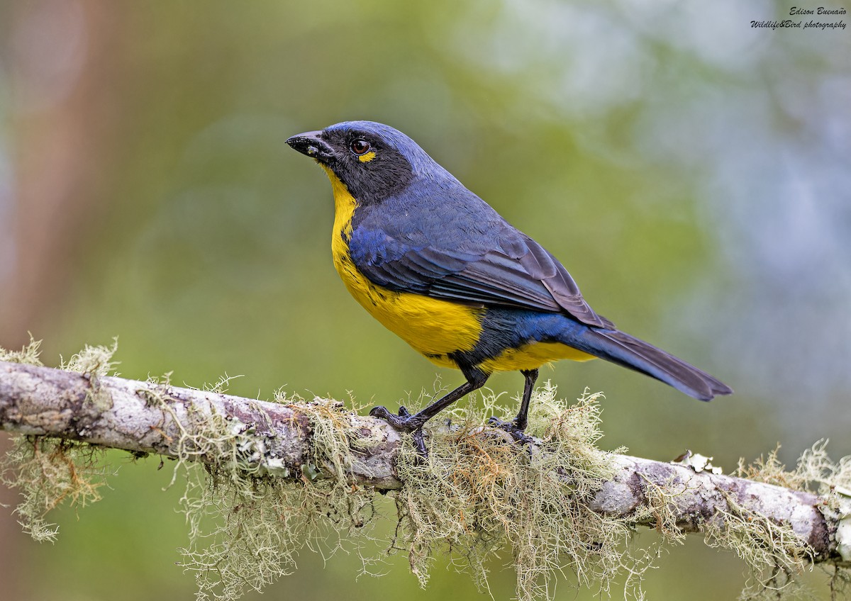 Black-cheeked Mountain Tanager - ML620359879