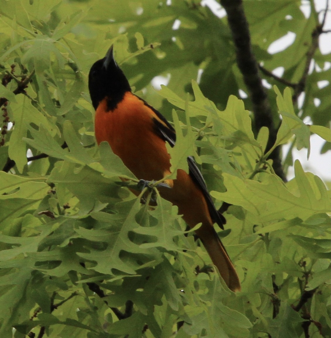 Baltimore Oriole - ML620359900