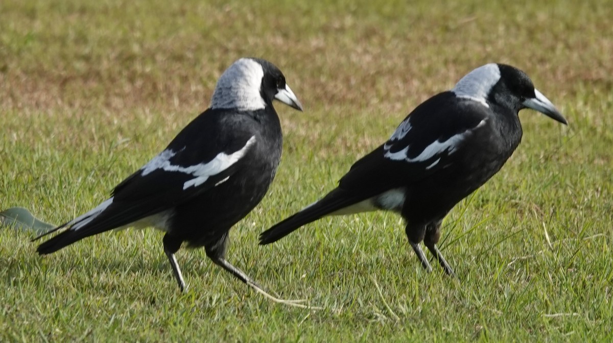 Australian Magpie (Black-backed) - ML620359914
