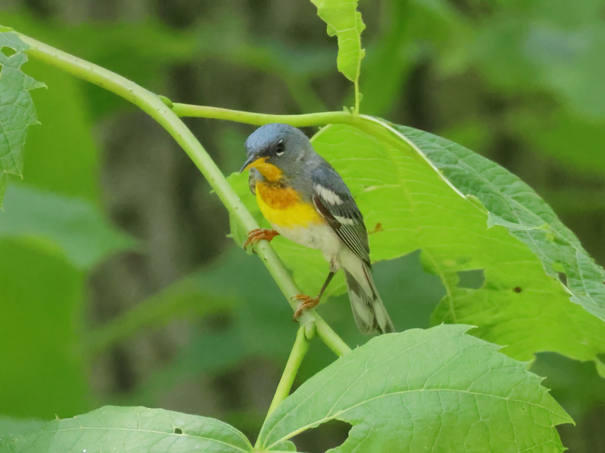 Northern Parula - ML620359916