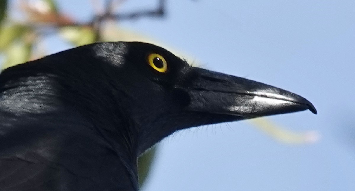 Pied Currawong - ML620359922