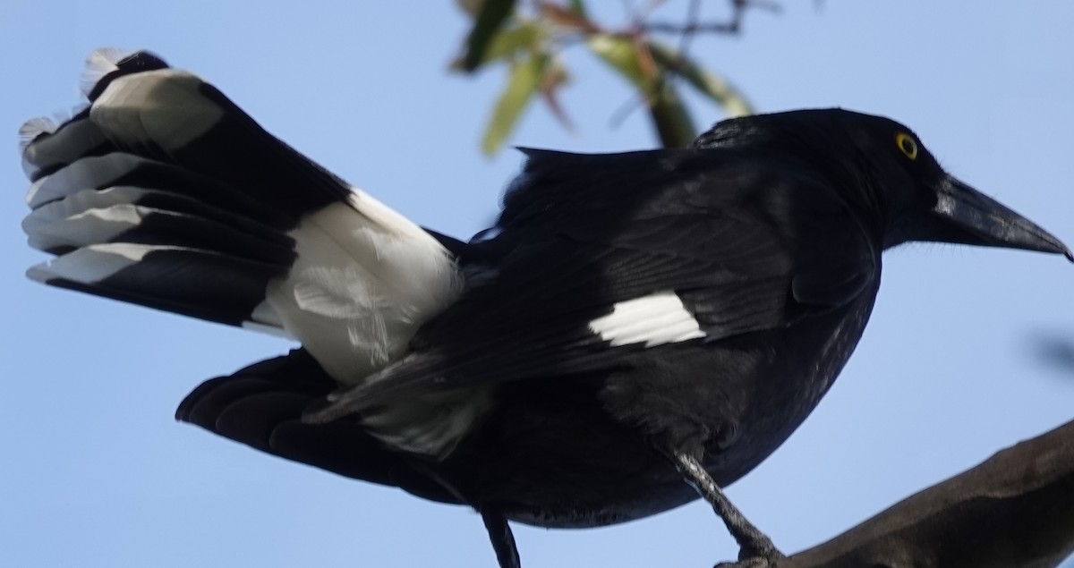 Pied Currawong - ML620359924