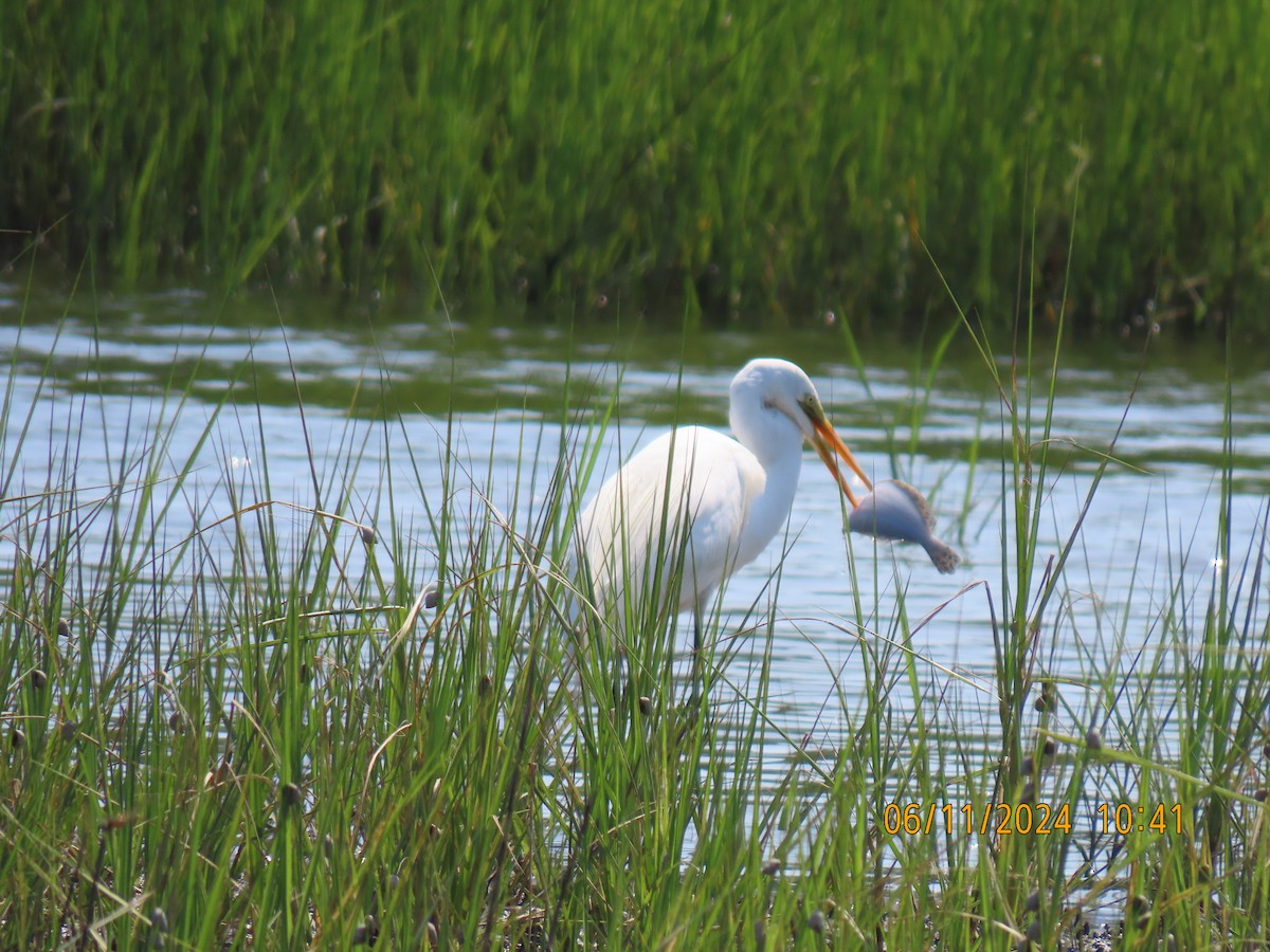 Great Egret - ML620359926