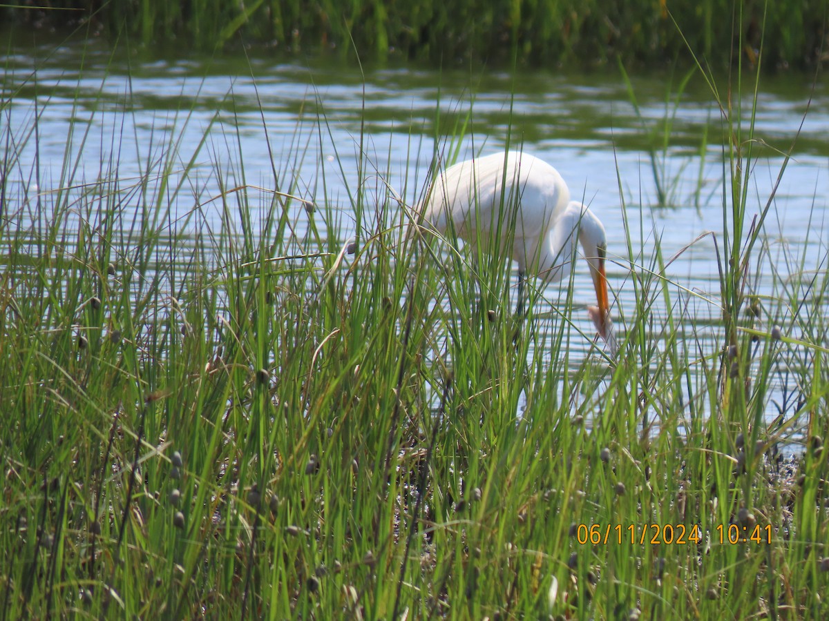 Great Egret - ML620359928