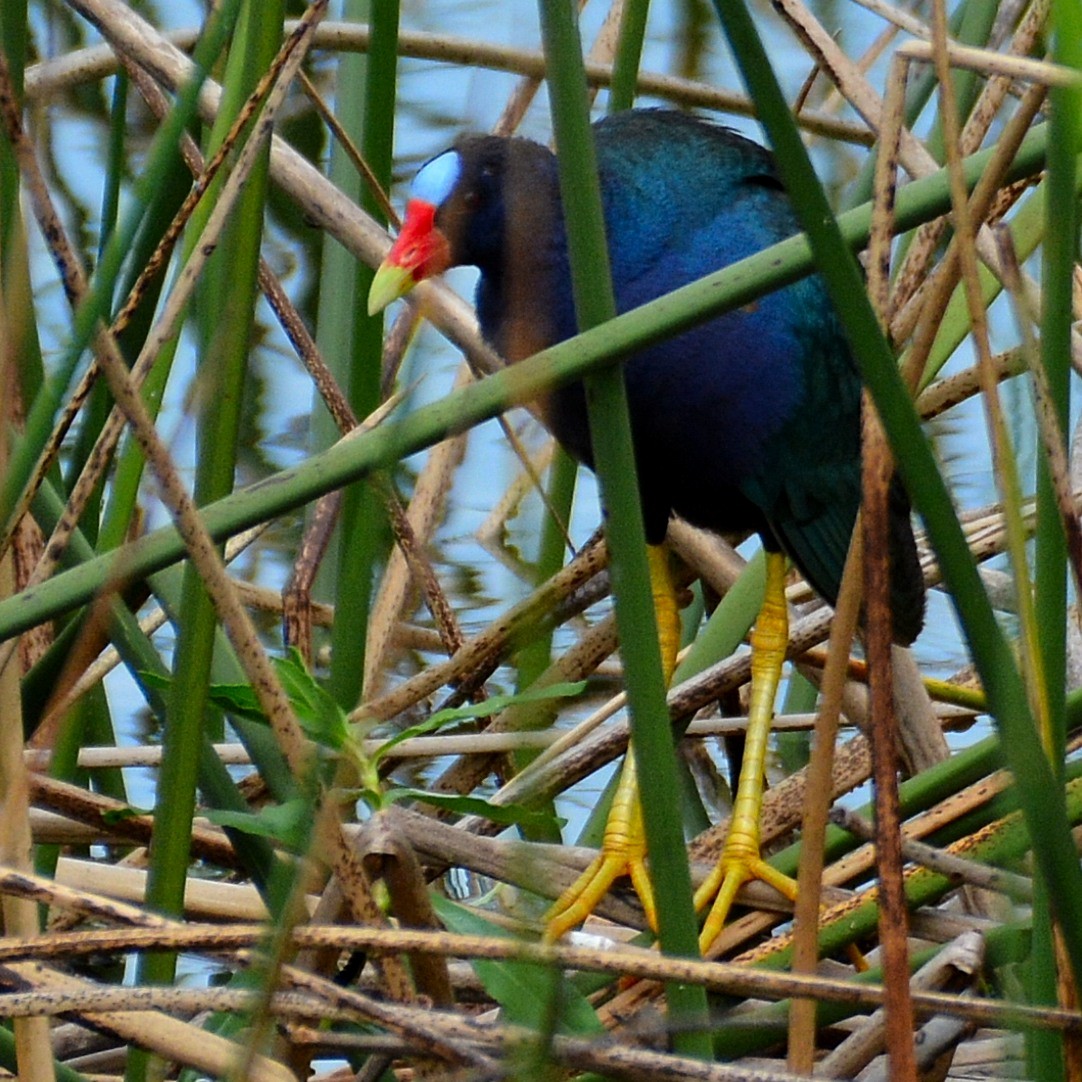 Purple Gallinule - ML620359930