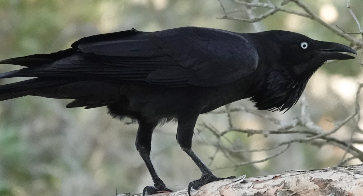 Australian Raven - ML620359938