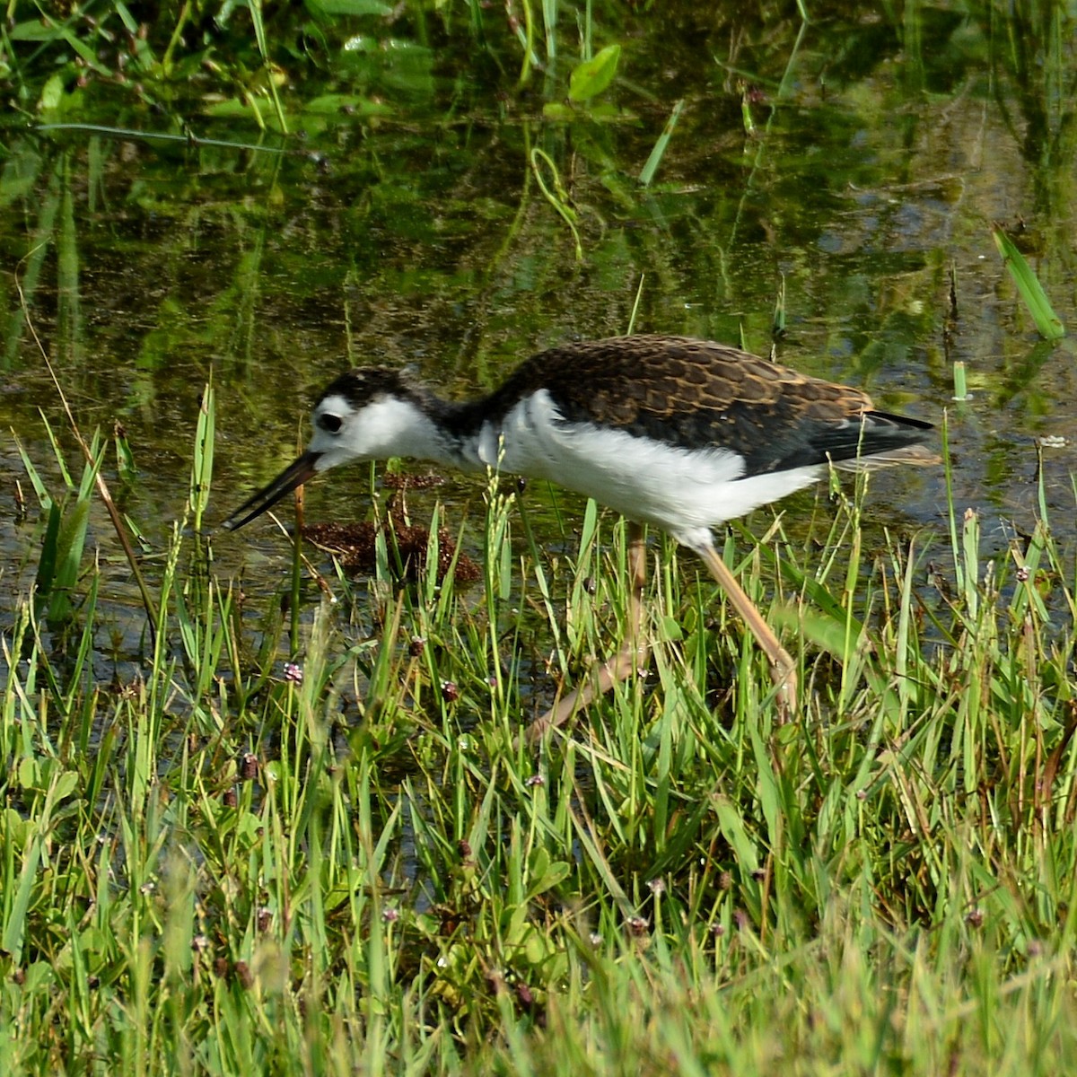 Black-necked Stilt - ML620359941