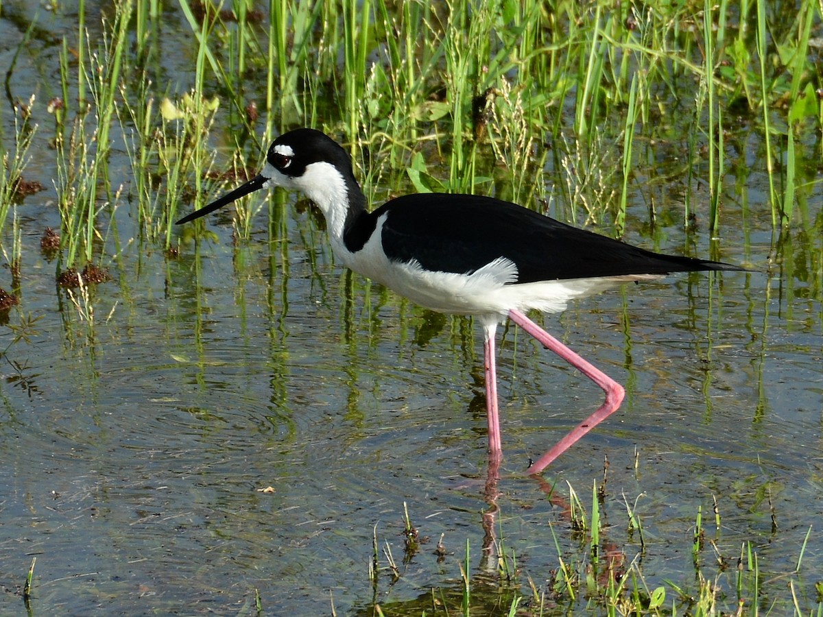 Black-necked Stilt - ML620359943