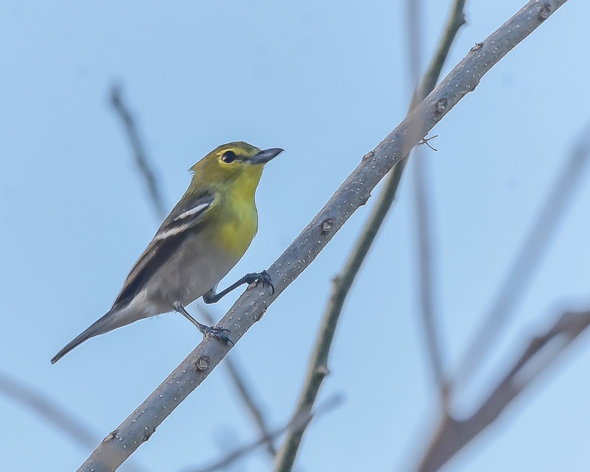 Viréo à gorge jaune - ML620359950