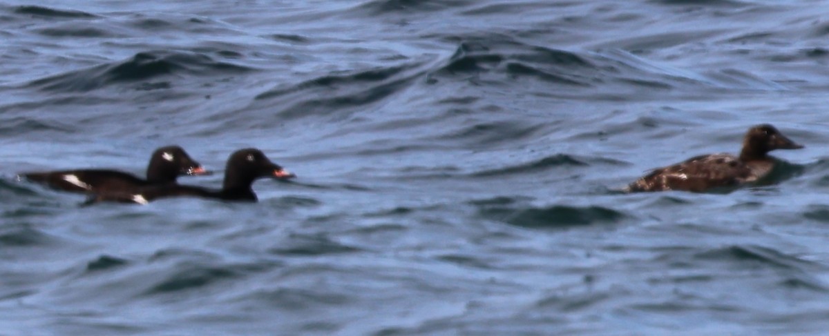 White-winged Scoter - ML620359951