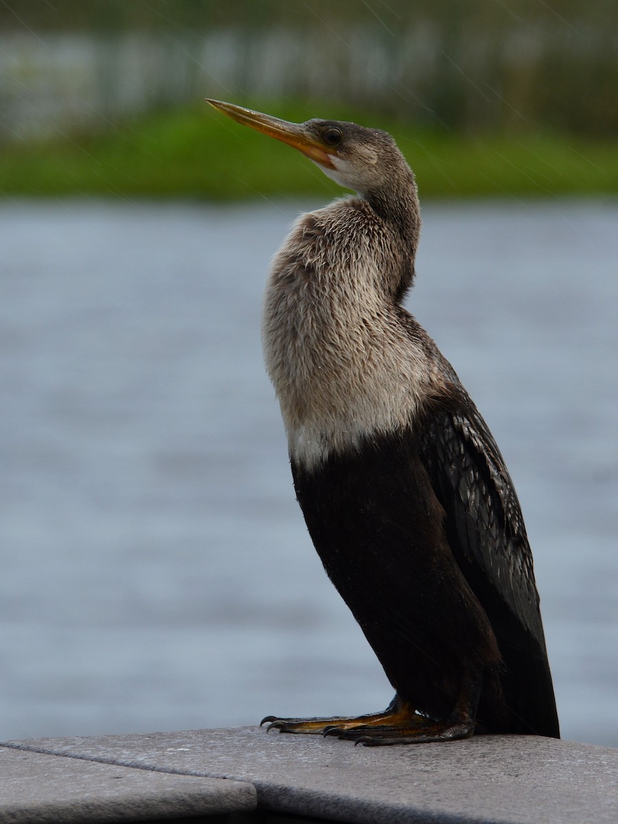 アメリカヘビウ - ML620359972