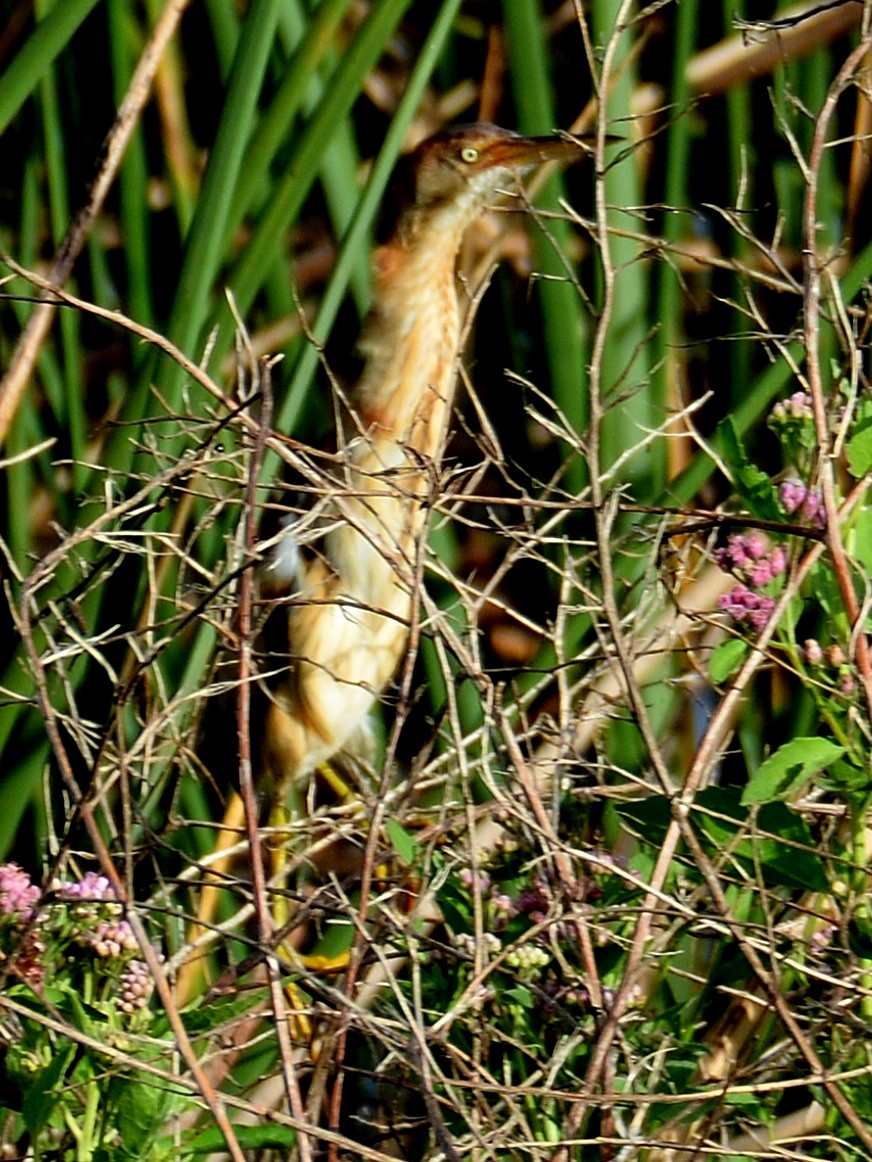 Least Bittern - ML620359976