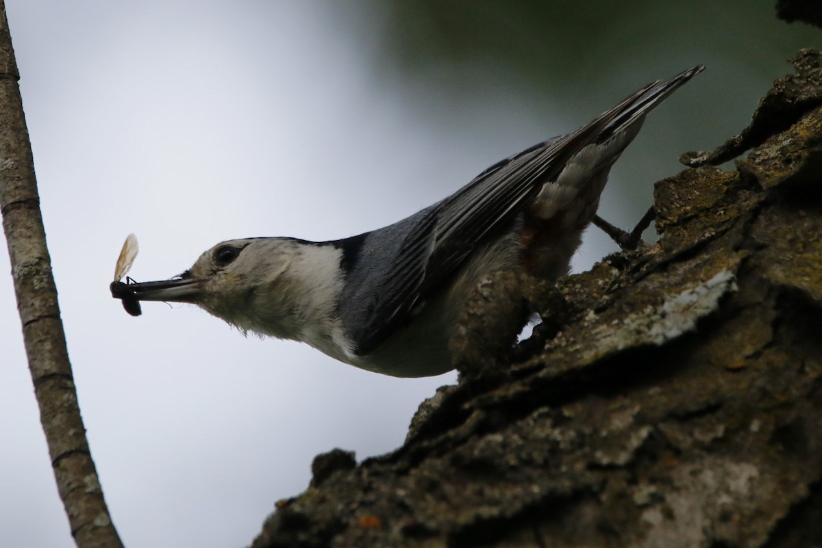 White-breasted Nuthatch - ML620359981