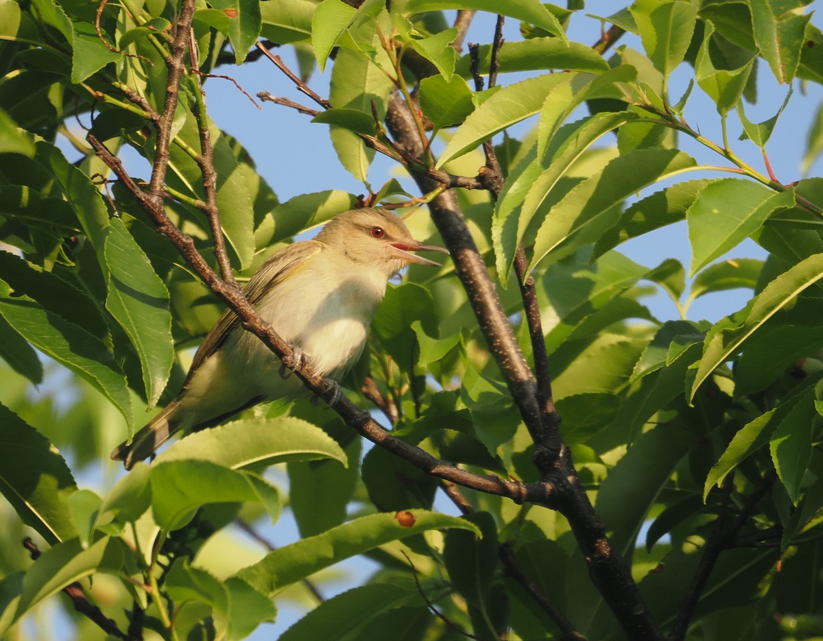 skjeggvireo - ML620359982