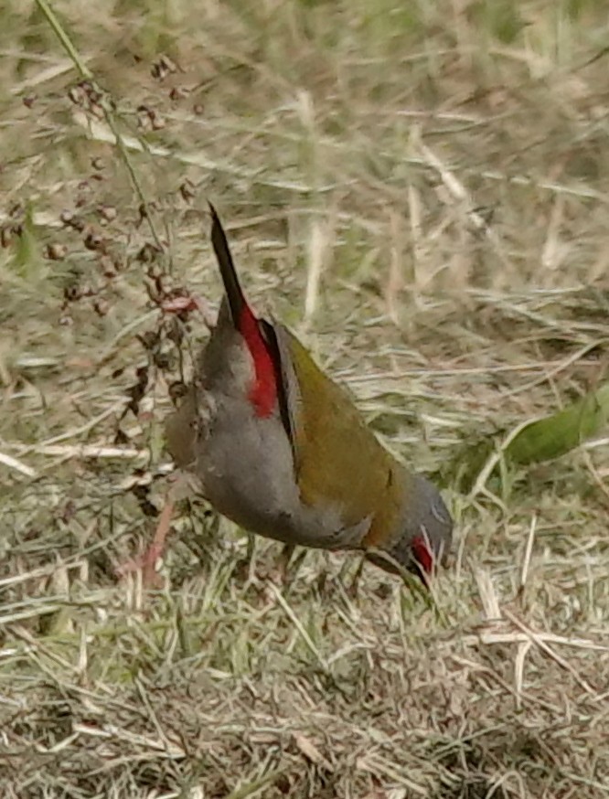 Red-browed Firetail - ML620359985