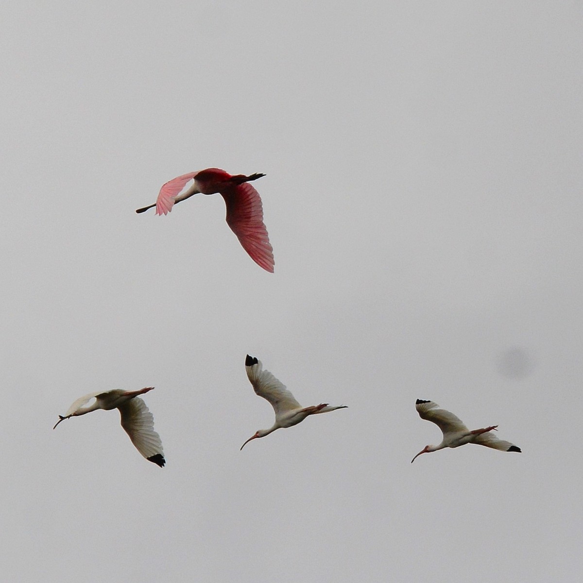 Roseate Spoonbill - John Whitehead