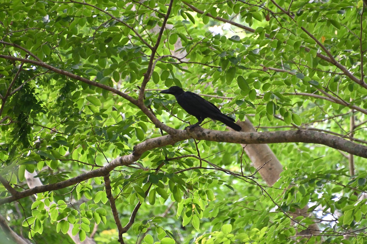 Large-billed Crow - ML620359997