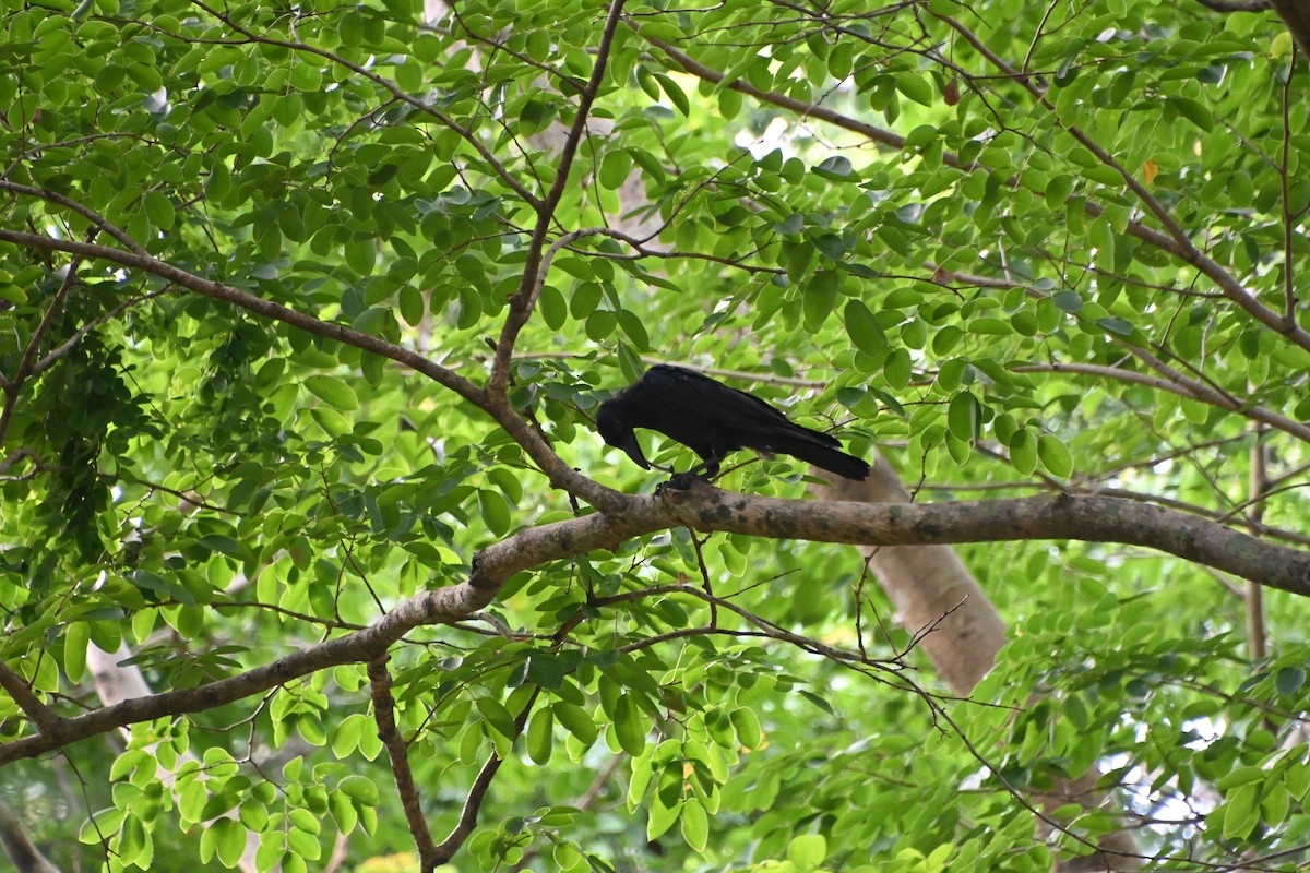 Large-billed Crow - ML620360002