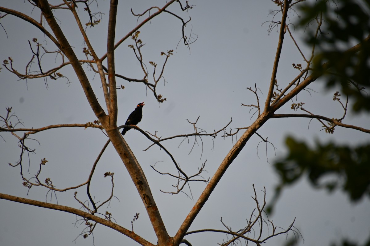 Common Hill Myna - ML620360019