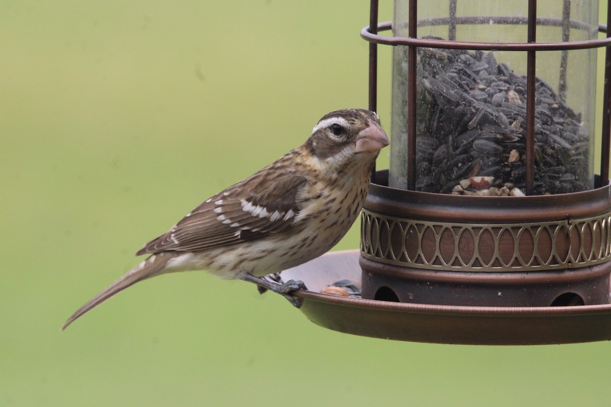 Rose-breasted Grosbeak - ML620360027