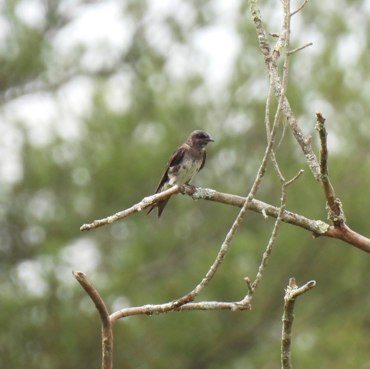 Purple Martin - ML620360029