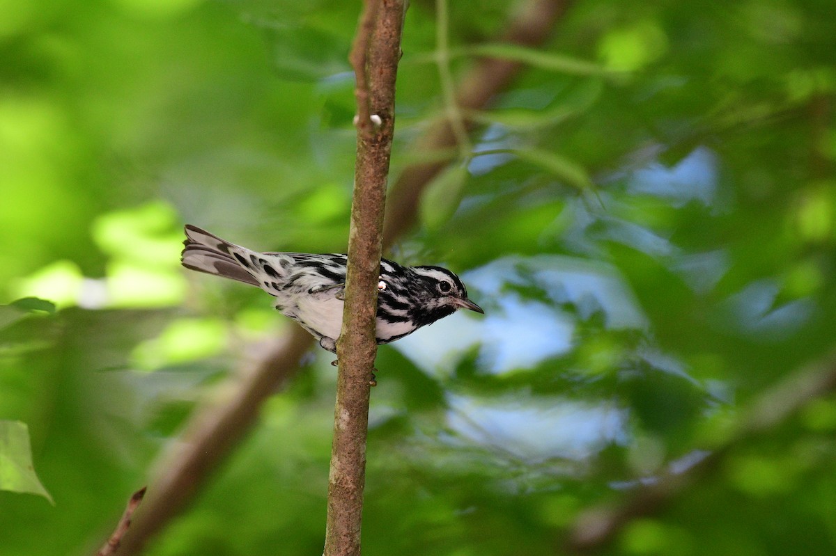 Black-and-white Warbler - ML620360035