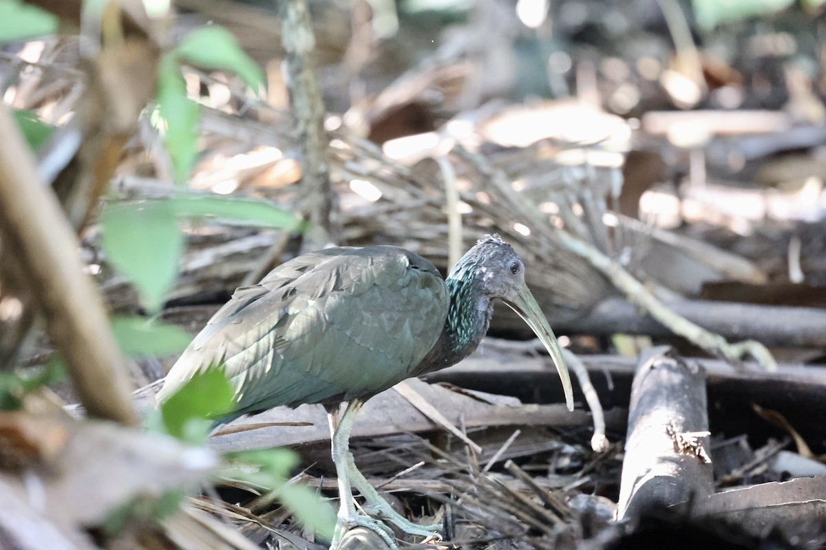 ibis zelený - ML620360057