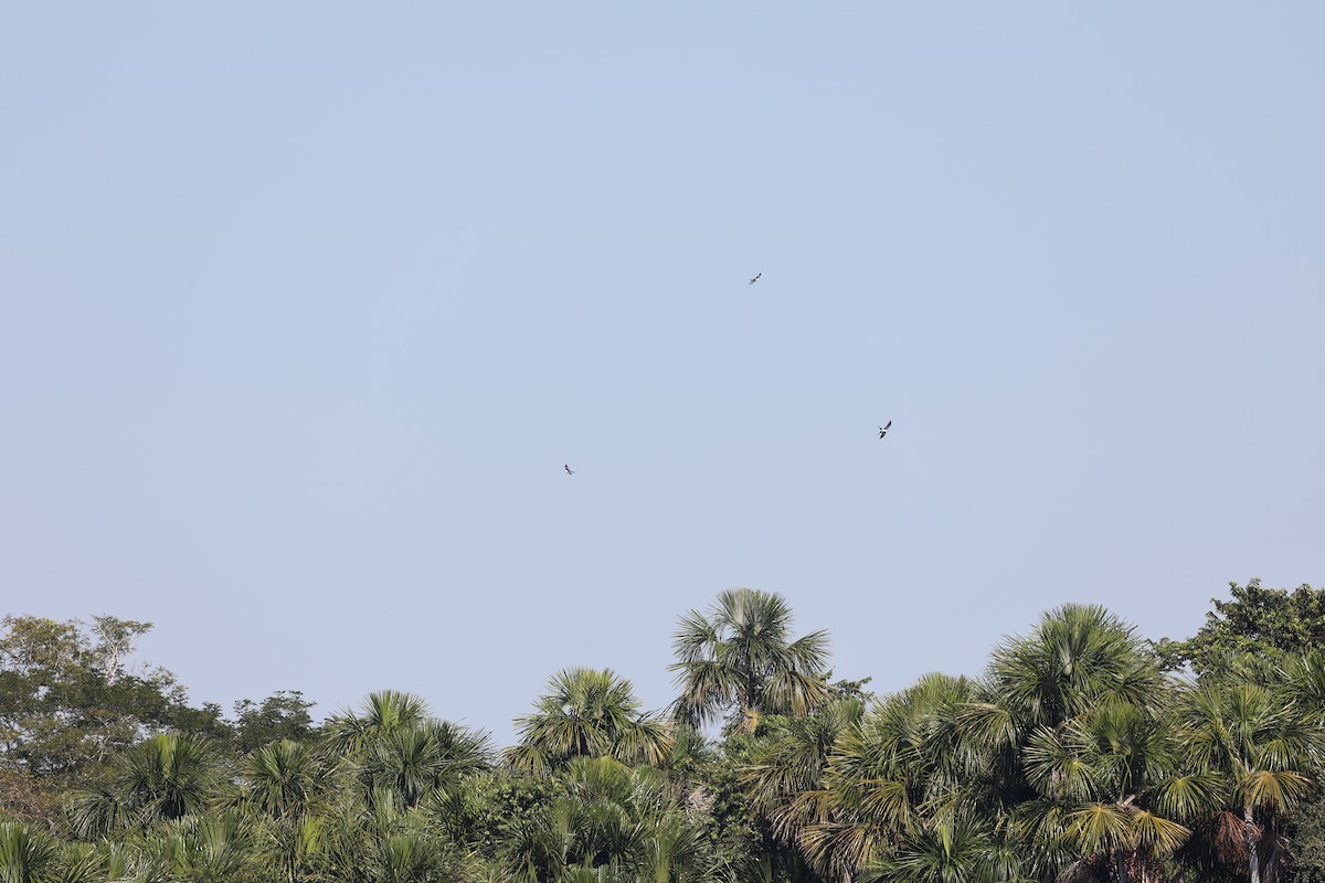 Swallow-tailed Kite - ML620360065