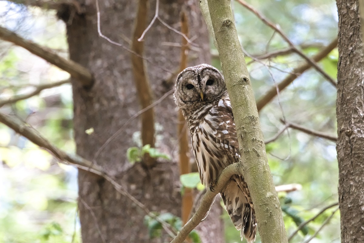 Barred Owl - ML620360079