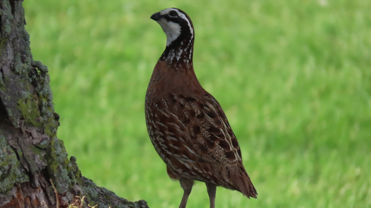 Northern Bobwhite - ML620360088