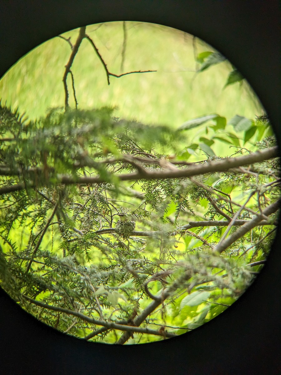 ノドアカハチドリ - ML620360092