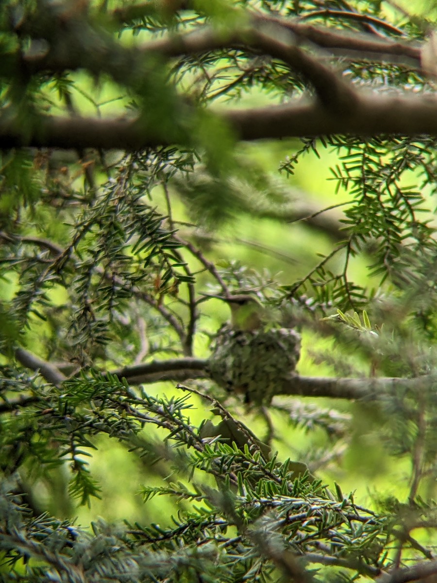 ノドアカハチドリ - ML620360093