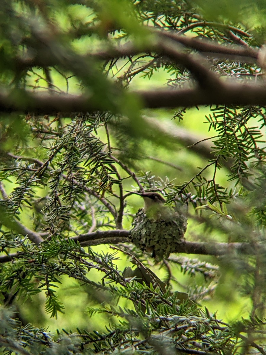 ノドアカハチドリ - ML620360094