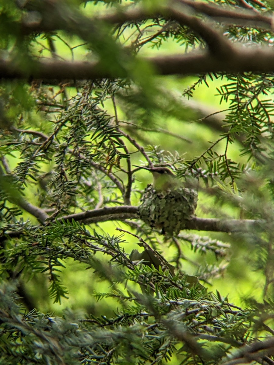 ノドアカハチドリ - ML620360095