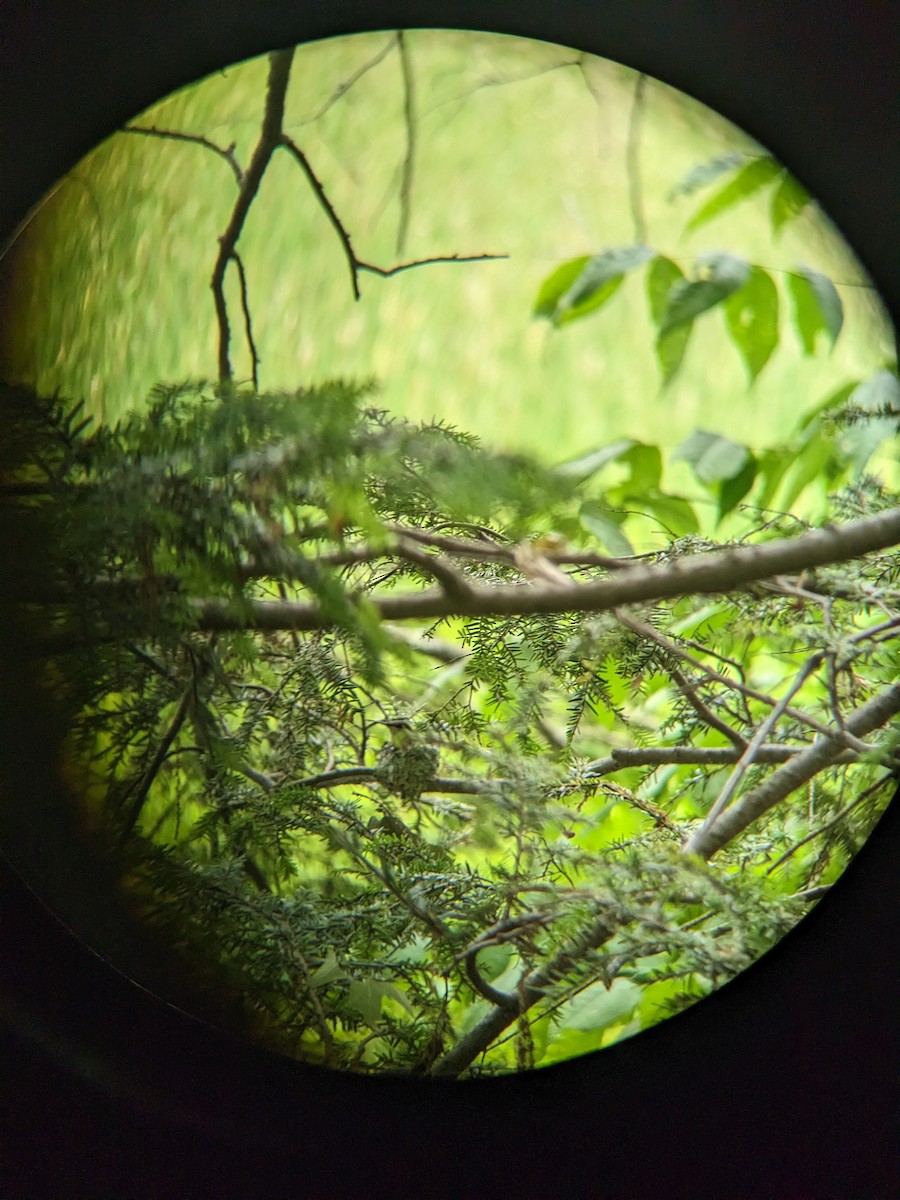 ノドアカハチドリ - ML620360097