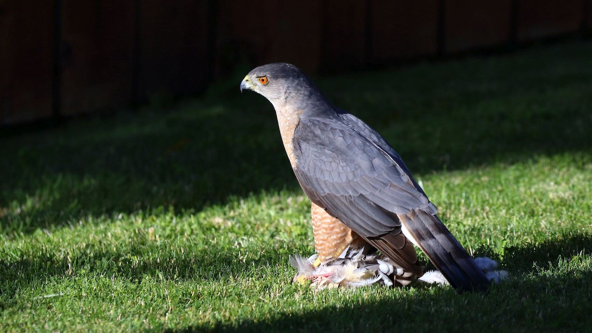 Cooper's Hawk - ML620360107