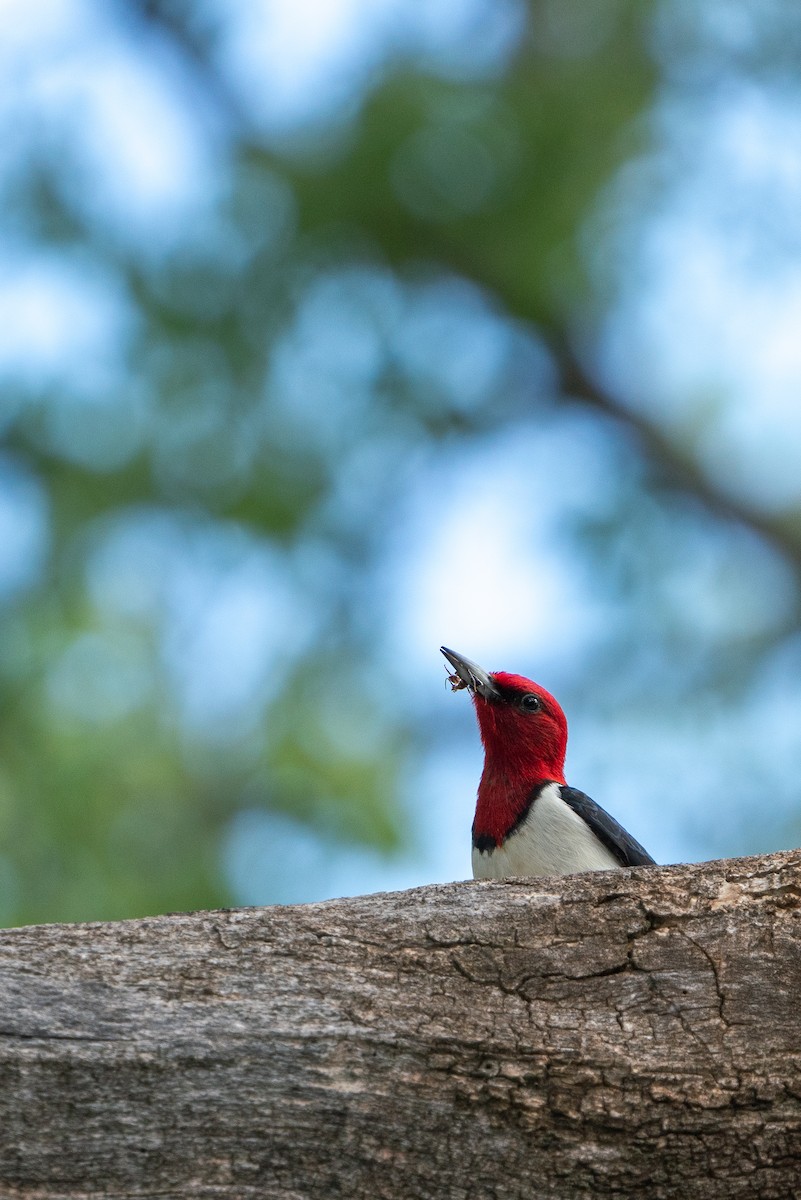 Red-headed Woodpecker - ML620360111