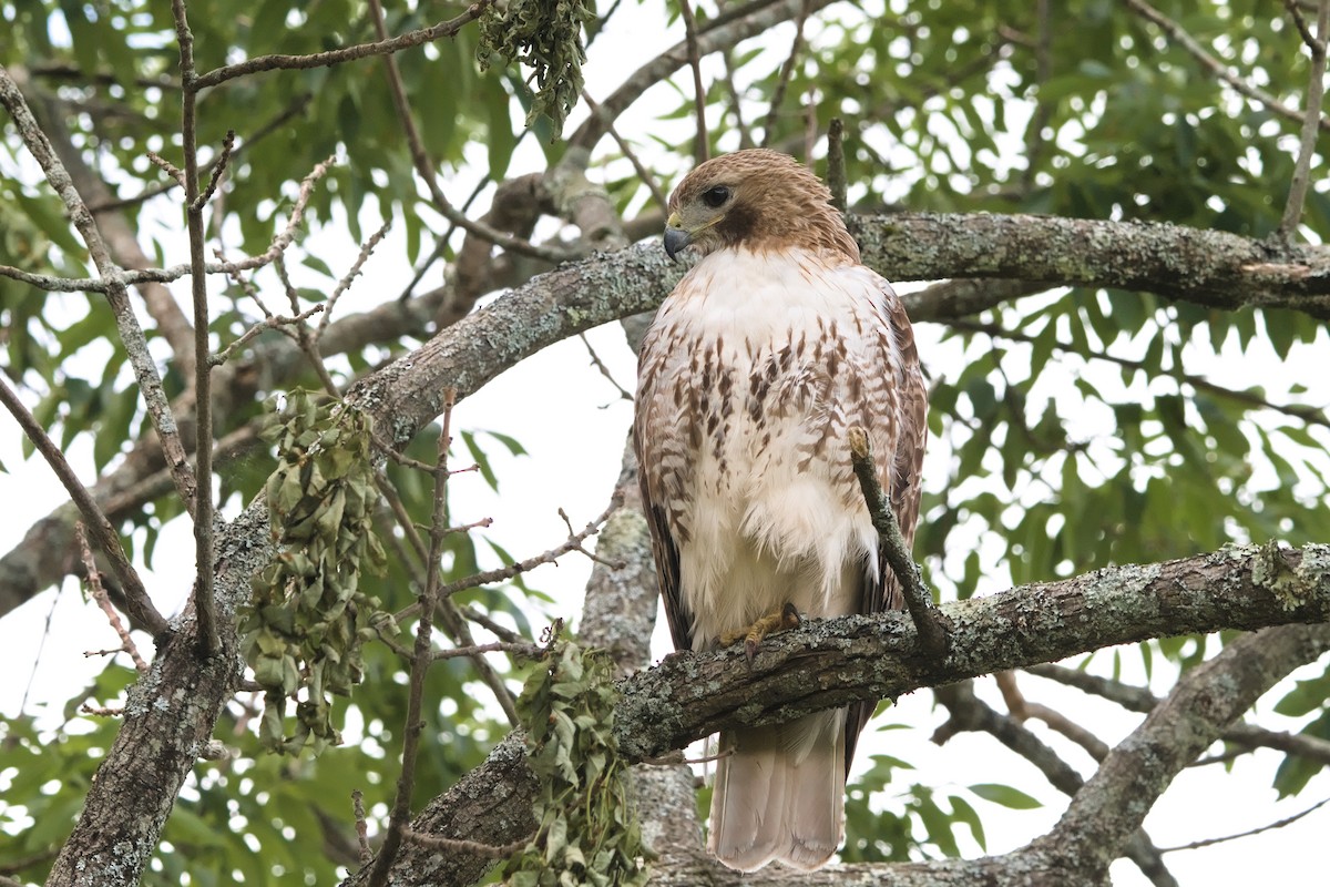 Red-tailed Hawk - ML620360113