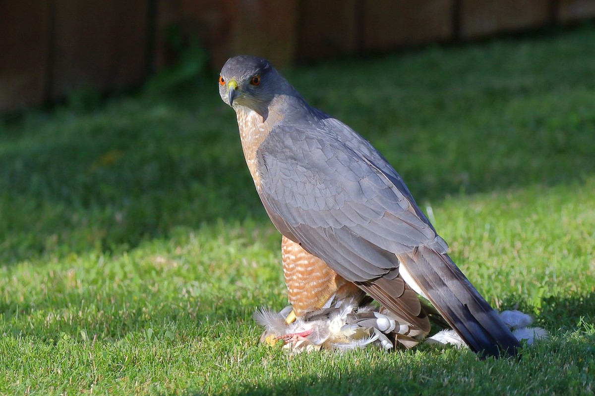 Cooper's Hawk - ML620360117