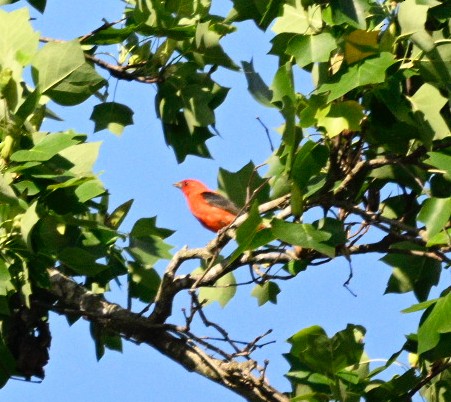 Scarlet Tanager - ML620360123